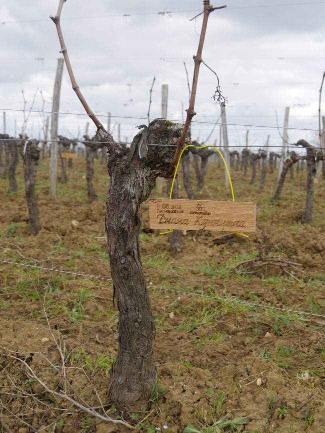 Виноградник на урожай